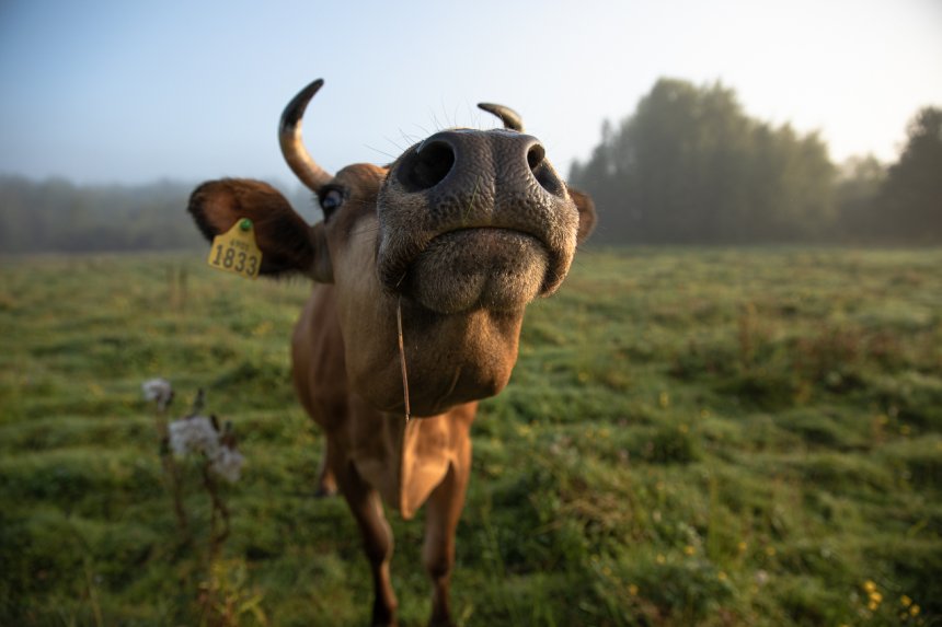 любопытство - Оксана