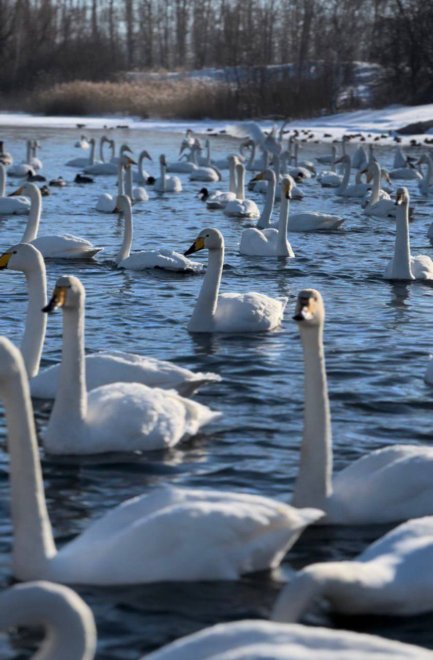 Лебединое озеро -  