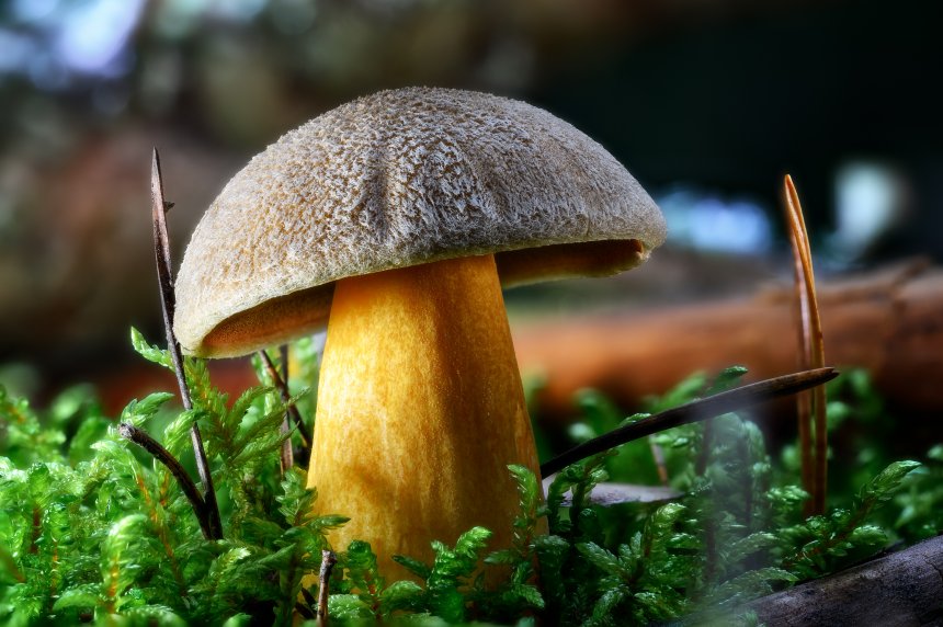 Крепыш - Андрей Нуждин