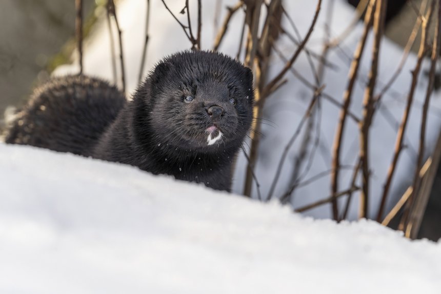 Американская норка в Москве -  