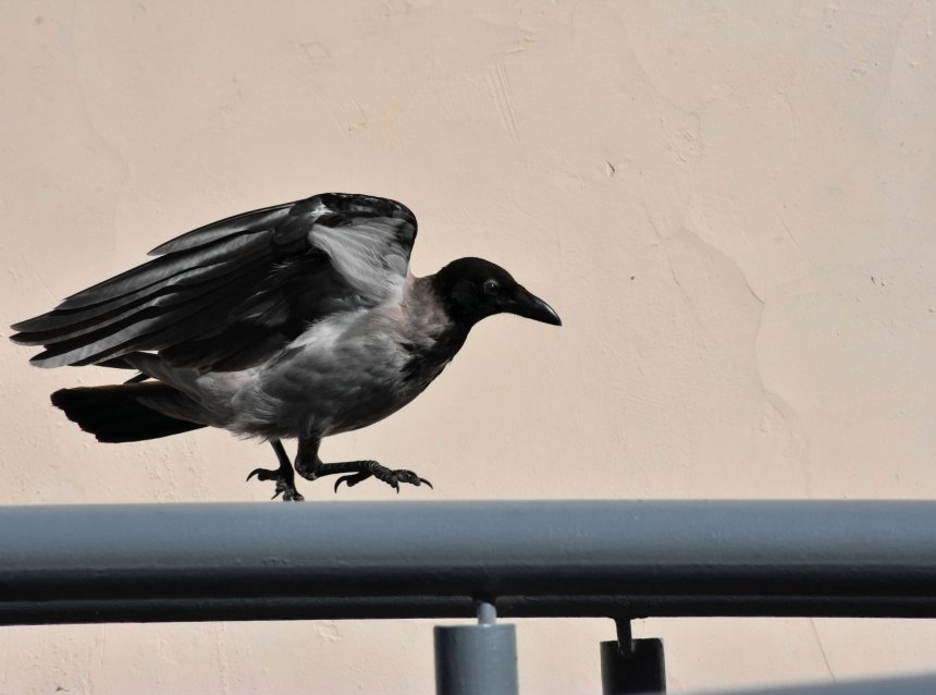 Ворона - Ираида