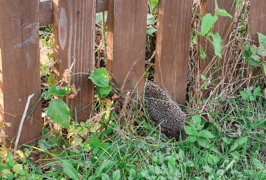 Важный ëжик - Маргарита Евгеньевна (1/3)