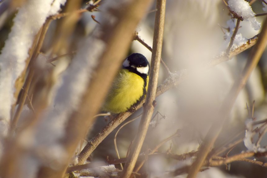 Будем знакомы! - Владислав Комиссаров