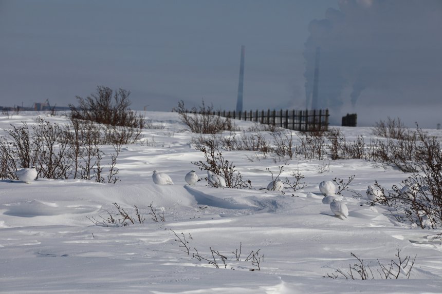 Заводские куропатки -  