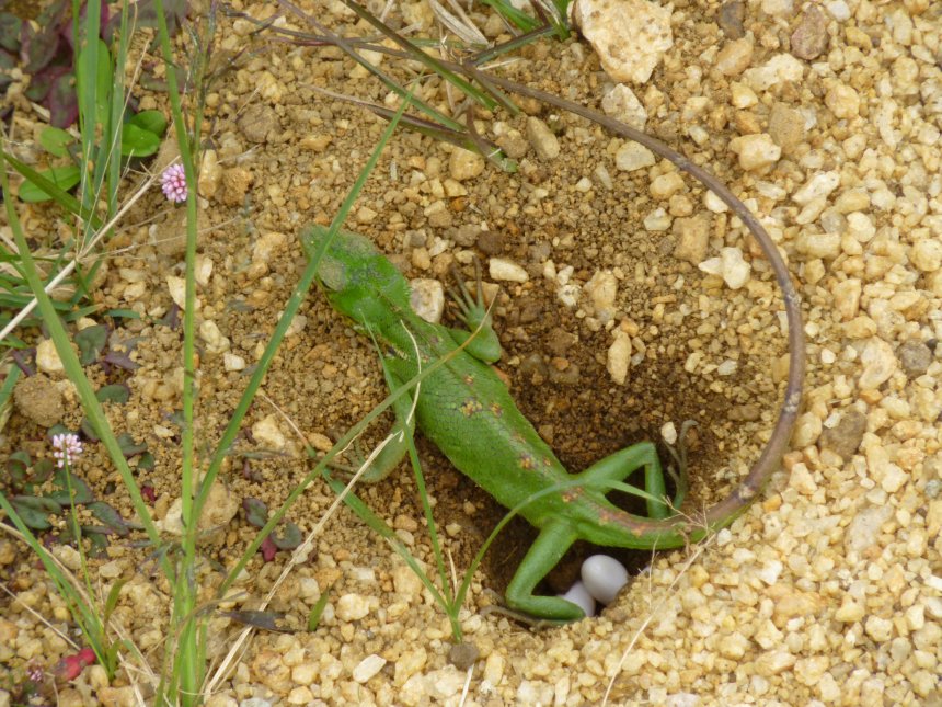 Ящерица - Юрий