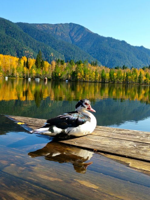 Осень пришла, утка была - Анастасия Вознесенская