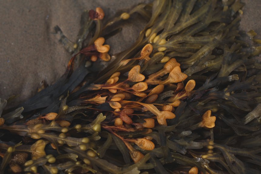 Сердце белого моря -  