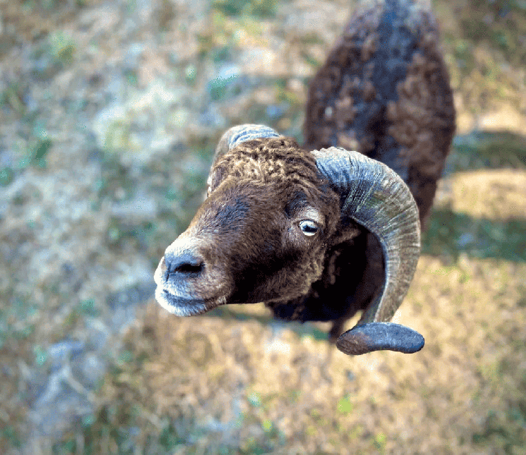 Мягкий кадр - Лолита