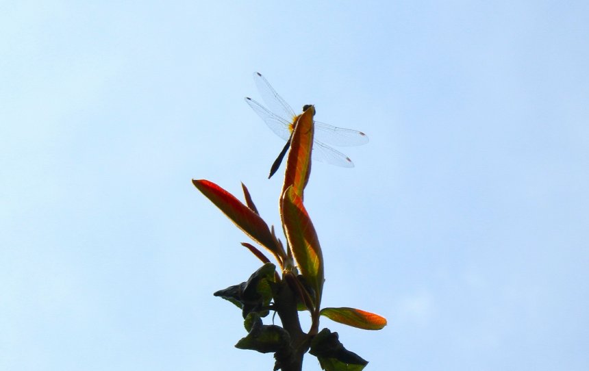 Иллюзия стрекозы - Александр