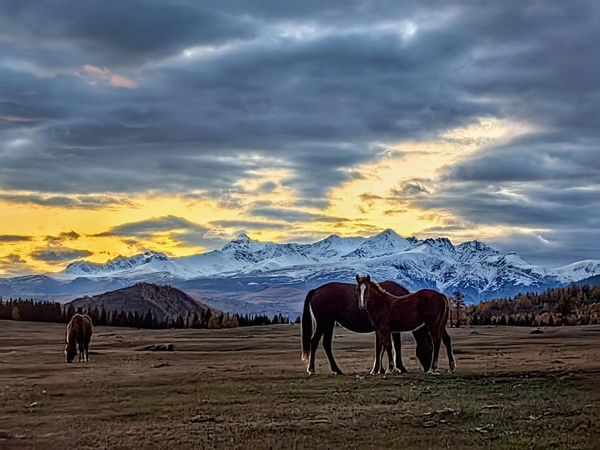 Алтайские лошадки вечером на фоне вершины Шенелю - Юрий Рейценштейн