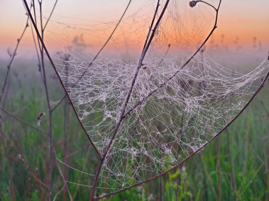 Ловец снов - Галя Родченко