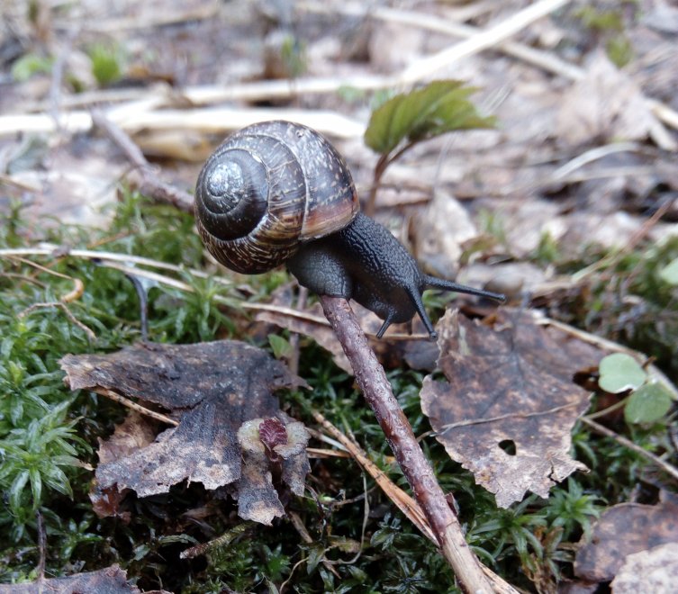 Мир под ногами - Елена