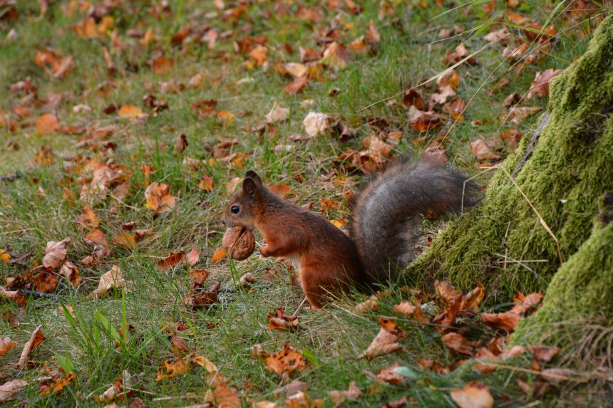 Белка и орех - Андрей