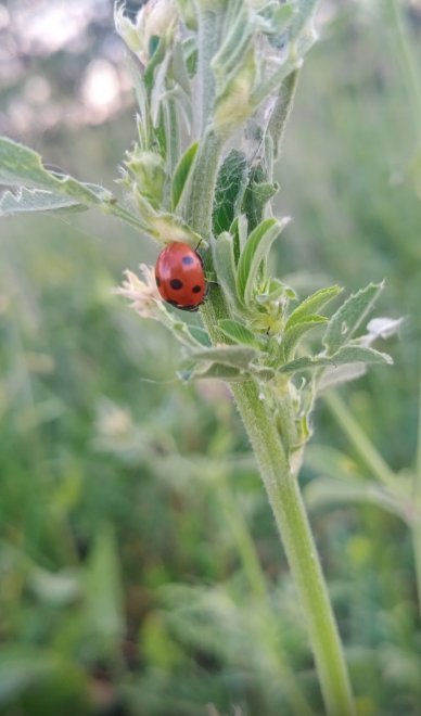 Чудная природа - Мулланурова Кристина Олеговна