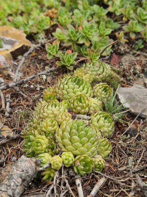 Молодило. Sempervivum. -  