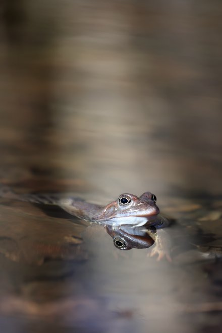 Свет мой, зеркальце! скажи... - Евгений Ковальский
