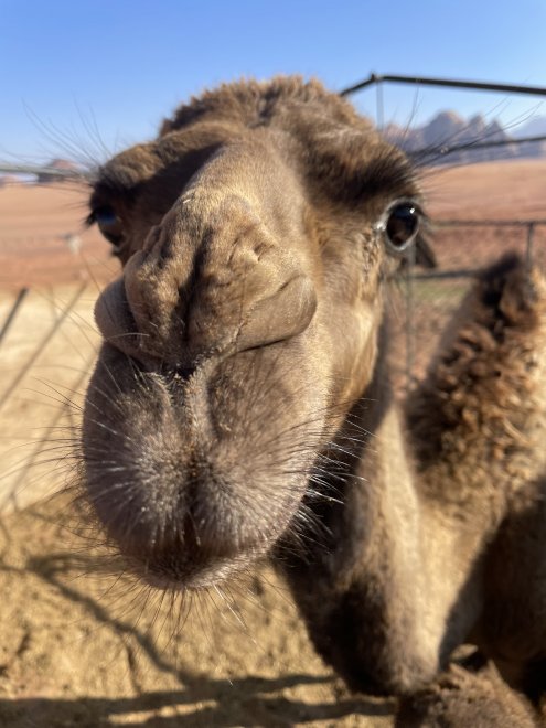 Иордания - Светлана (1/8)