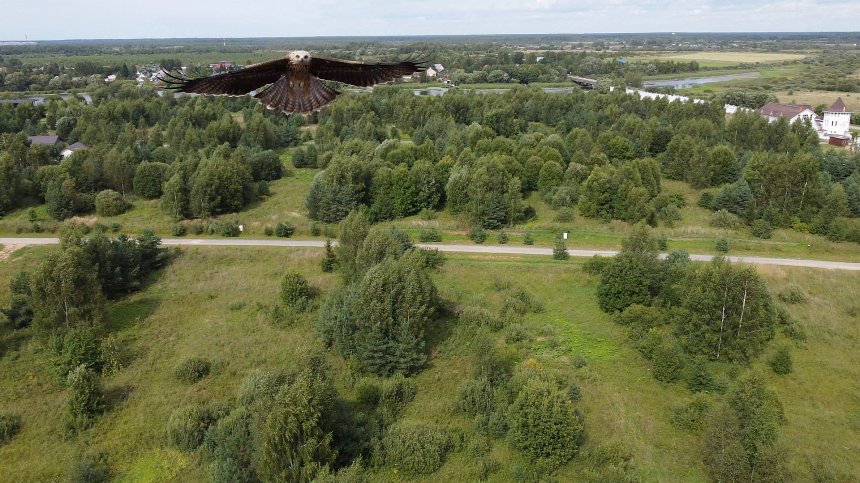 Нападение Коршуна -  