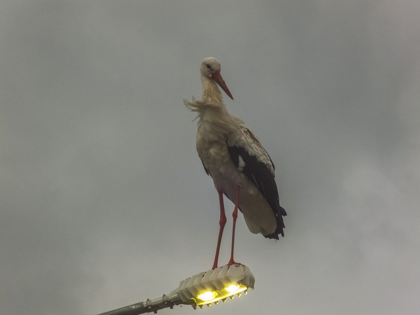 На страже города -  