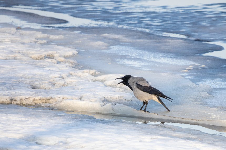 Весну зовет - Горюнова Дарья Александровна