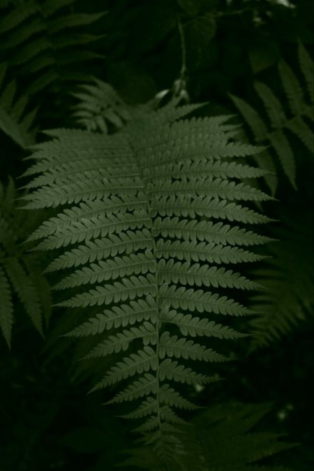 Элегантная простота природы -  