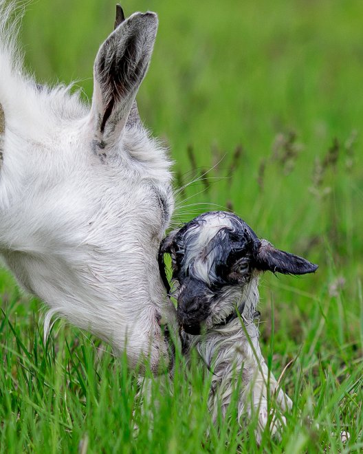 Новая жизнь -  