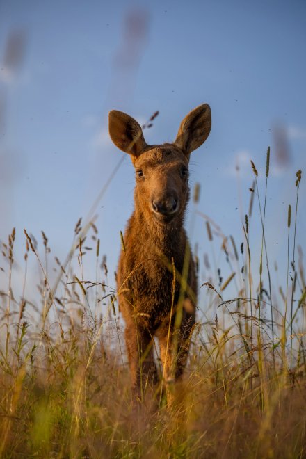 Любопытный лосенок/Curious little moose - Безобразова Ольга Евгеньевна