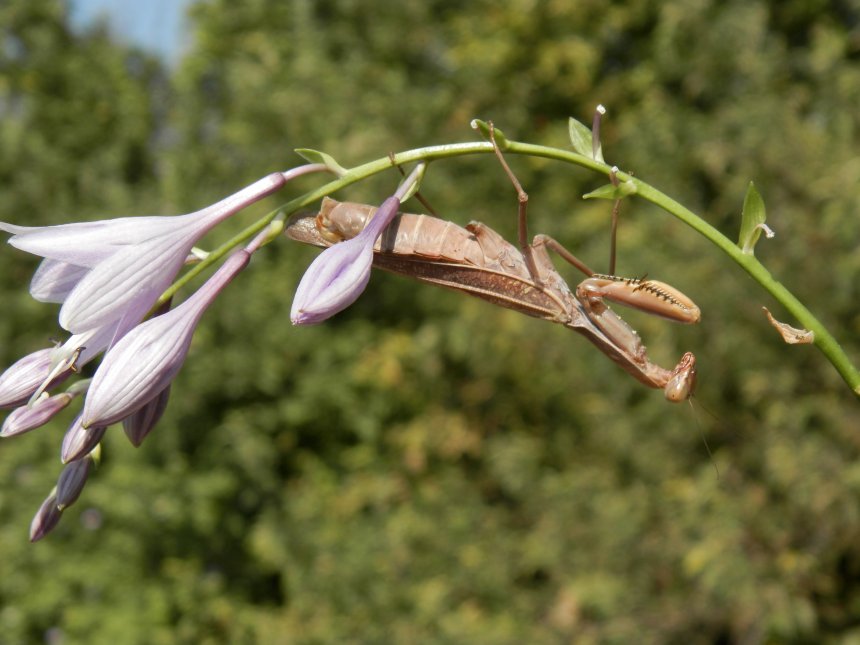 Единство флоры и фауны -  