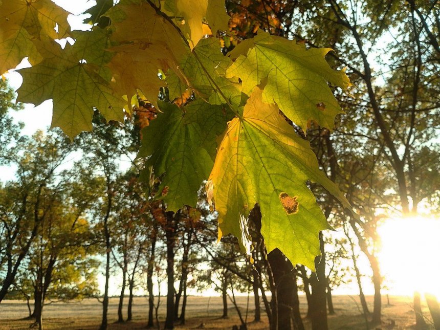 осень в лесу -  