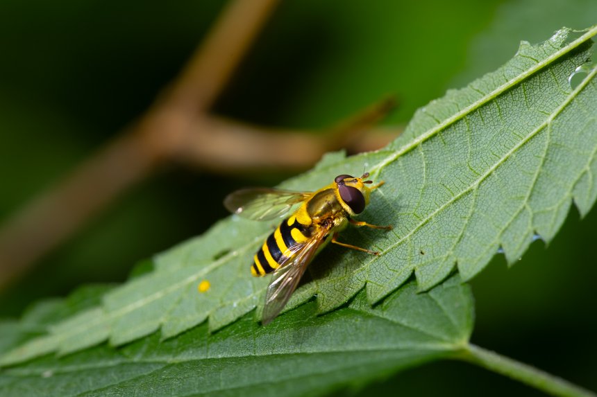 Муха журчалка - Mariia Stepanova