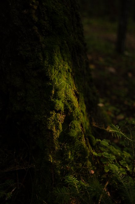 Свет. Жизнь. -  