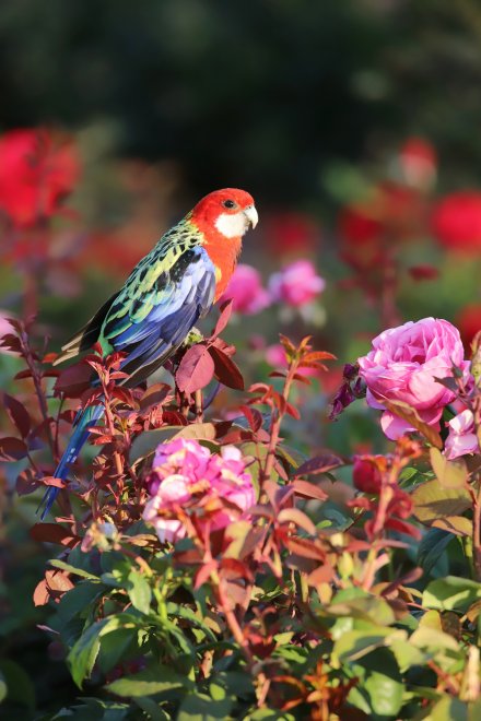 Розелла в розах - Юлия Глазунова