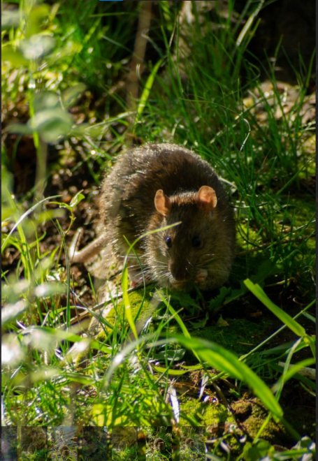 Мышиный завтрак - Горюнова Дарья Александровна