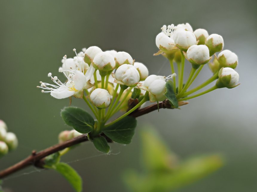Цветение - Екатерина