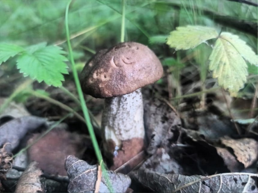 А у нас в Рязани грибы с глазами) -  