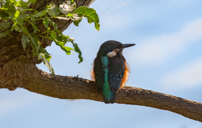 Зимородок - Елена