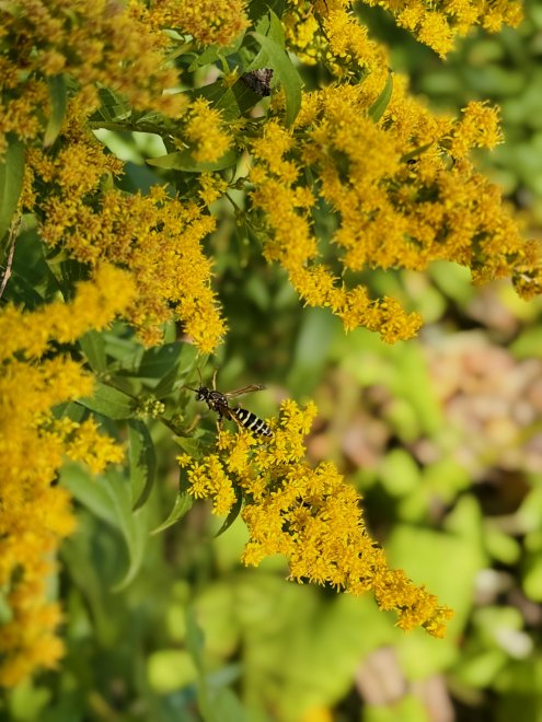 Золотарник не простой, потому что он с осой - Василиса
