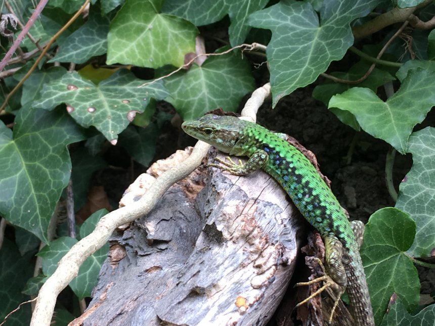 Изумрудная ящерица (Emerald lizard) -  