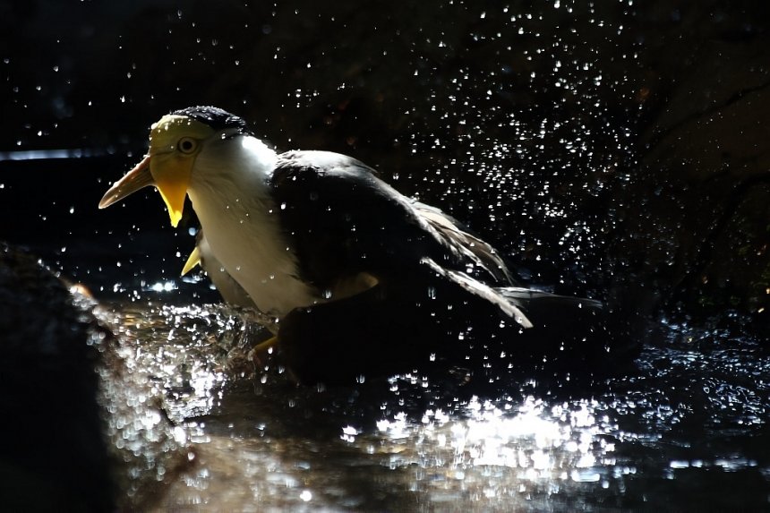 Подглядывая за чибисом. - Юлия