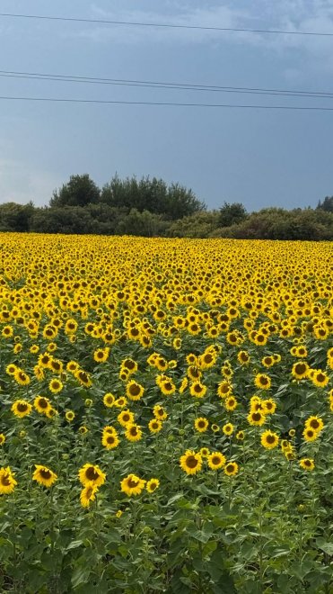 Солнечное поле - Жанна
