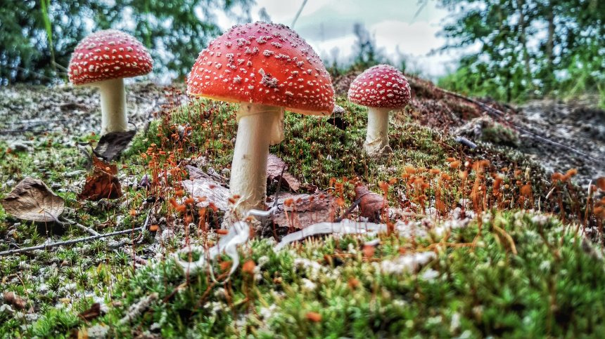 Грибное царство -  