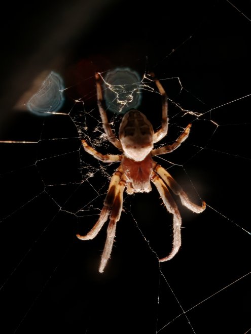 Ночные плетения - Павел