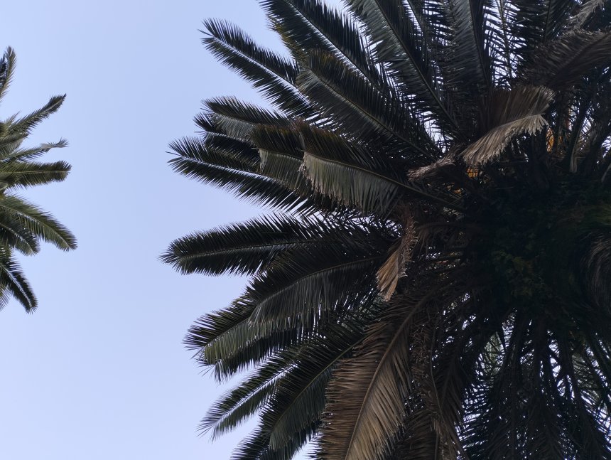 В тени пальмового дерева -  