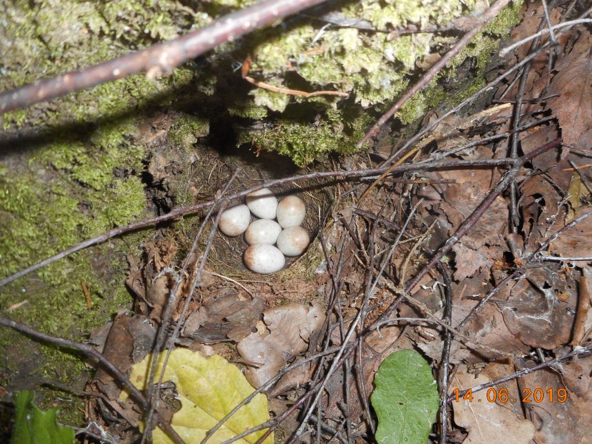 Путешествие по жизни: младенчество-детство-отрочество-юность. -   (1/5)