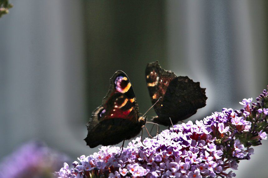 Бабочки на выпасе // Grazing Butterflies -  