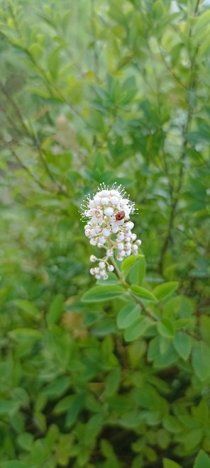 Каждая жизнь прекрасна! -  