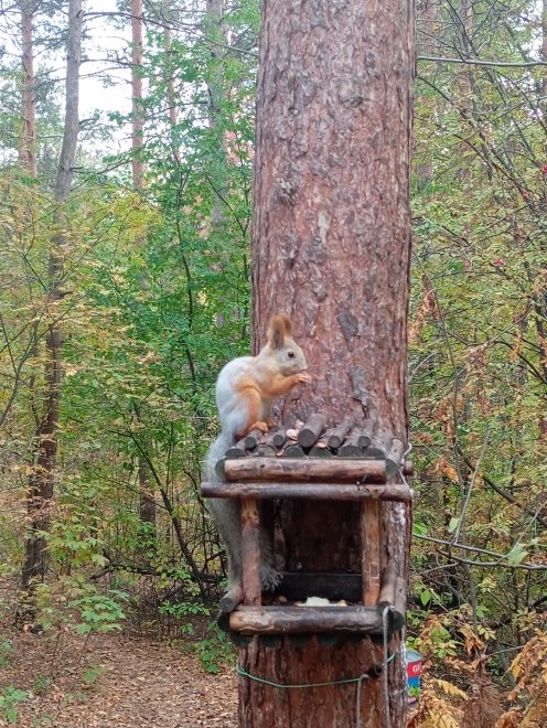 Лесной житель - Светлана