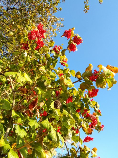 Сентябрь на Ранове. Рязанская область -   (1/4)