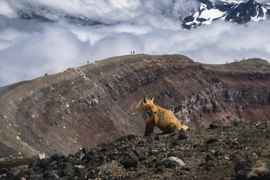Лиса на Горелом вулкане - Юлия Хобта