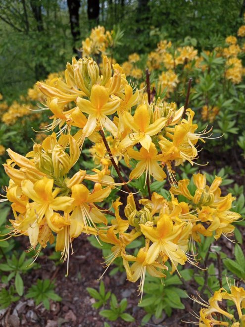 Майское чудо - Наталья (1/8)